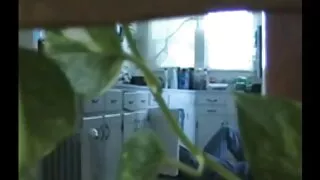 섹스의 비세 비온데